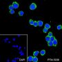 Anti-CD10 Rabbit mAb