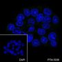 Anti-CD10 Rabbit mAb
