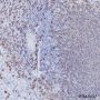 Anti-CD20 Rabbit mAb