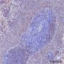 Anti-CD20 Rabbit mAb