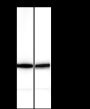 Anti-Keratin 5 Rabbit mAb