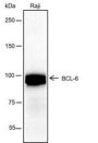 Anti-BCL6 Rabbit mAb