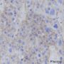 Anti-EGFR Rabbit mAb