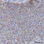 Anti-EGFR Rabbit mAb