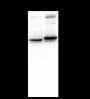 Anti-GFAP Mouse mAb