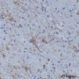 Anti-GFAP Mouse mAb