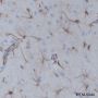 Anti-GFAP Mouse mAb
