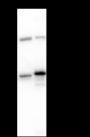 Anti-TRAF4 Mouse mAb