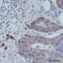 Anti-TRAF4 Mouse mAb
