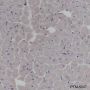 Anti-TRAF4 Mouse mAb
