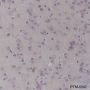 Anti-TRAF4 Mouse mAb