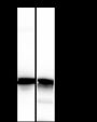 Anti-Keratin 14 Rabbit mAb