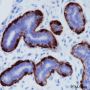 Anti-Keratin 14 Rabbit mAb