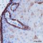 Anti-Keratin 14 Rabbit mAb