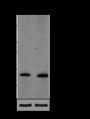 Anti-Crotonyl-Histone H2A (Lys119) Rabbit pAb