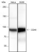 Anti-CD44 Rabbit mAb