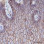 Anti-CD44 Rabbit mAb