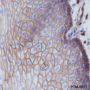 Anti-CD44 Rabbit mAb