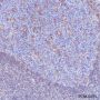 Anti-CD44 Rabbit mAb
