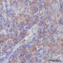 Anti-CD44 Rabbit mAb