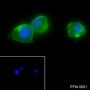 Anti-CD44 Rabbit mAb