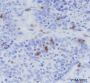 Anti-CD103 Rabbit mAb