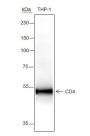 Anti-CD4 Rabbit mAb