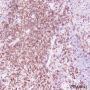 Anti-CD4 Rabbit mAb