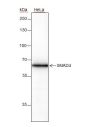 Anti-Smad4 Rabbit mAb
