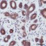 Anti-Smad4 Rabbit mAb