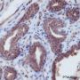 Anti-Smad4 Rabbit mAb
