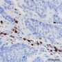 Anti-CD278/ICOS Rabbit mAb