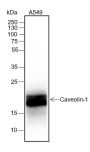 Anti-Caveolin-1 Rabbit mAb
