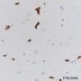 Anti-Caveolin-1 Rabbit mAb