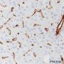 Anti-Caveolin-1 Rabbit mAb
