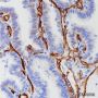 Anti-Caveolin-1 Rabbit mAb