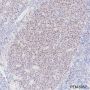 Anti-LMO2 Rabbit mAb