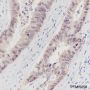 Anti-CDX2 Rabbit mAb