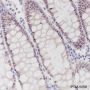Anti-CDX2 Rabbit mAb