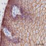 Anti-E-Cadherin Rabbit mAb