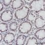 Anti-ERCC1 Rabbit mAb