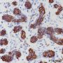 Anti-Keratin 18 Rabbit mAb