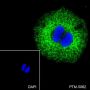 Anti-Keratin 18 Rabbit mAb