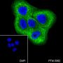 Anti-Keratin 18 Rabbit mAb