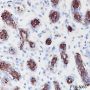 Anti-Tau Rabbit mAb