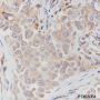 Anti-HER3/ErbB3 Rabbit mAb