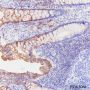 Anti-HER3/ErbB3 Rabbit mAb