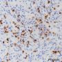 Anti-Myeloperoxidase Rabbit mAb