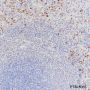 Anti-Myeloperoxidase Rabbit mAb