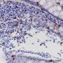 Anti-CD7 Rabbit mAb